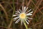 Thistleleaf aster